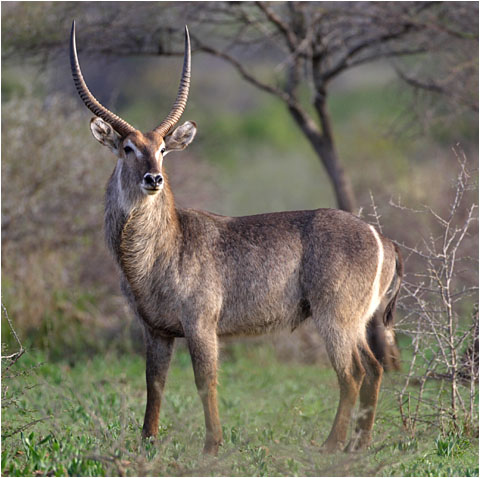 Waterbuck