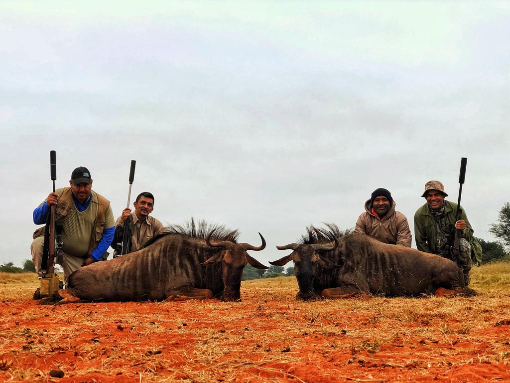 Group of hunters with blue wildebeest trophies at Maxi Ranch