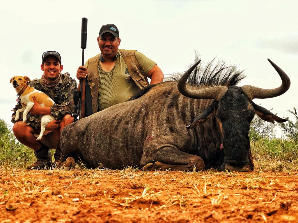 Successful wildebeest hunt