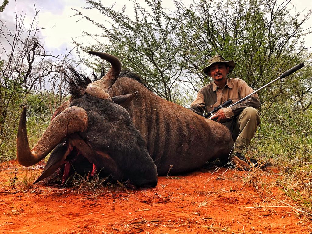 Wildebeest hunt