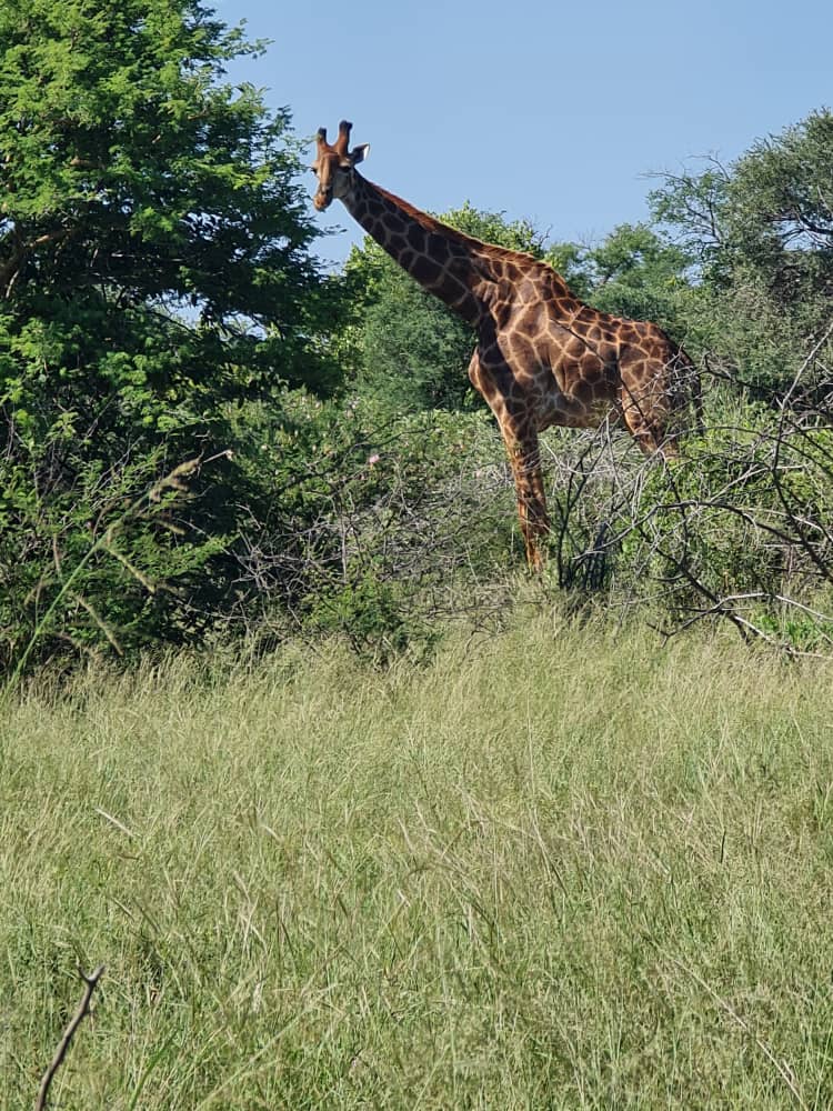 Giraffe browsing