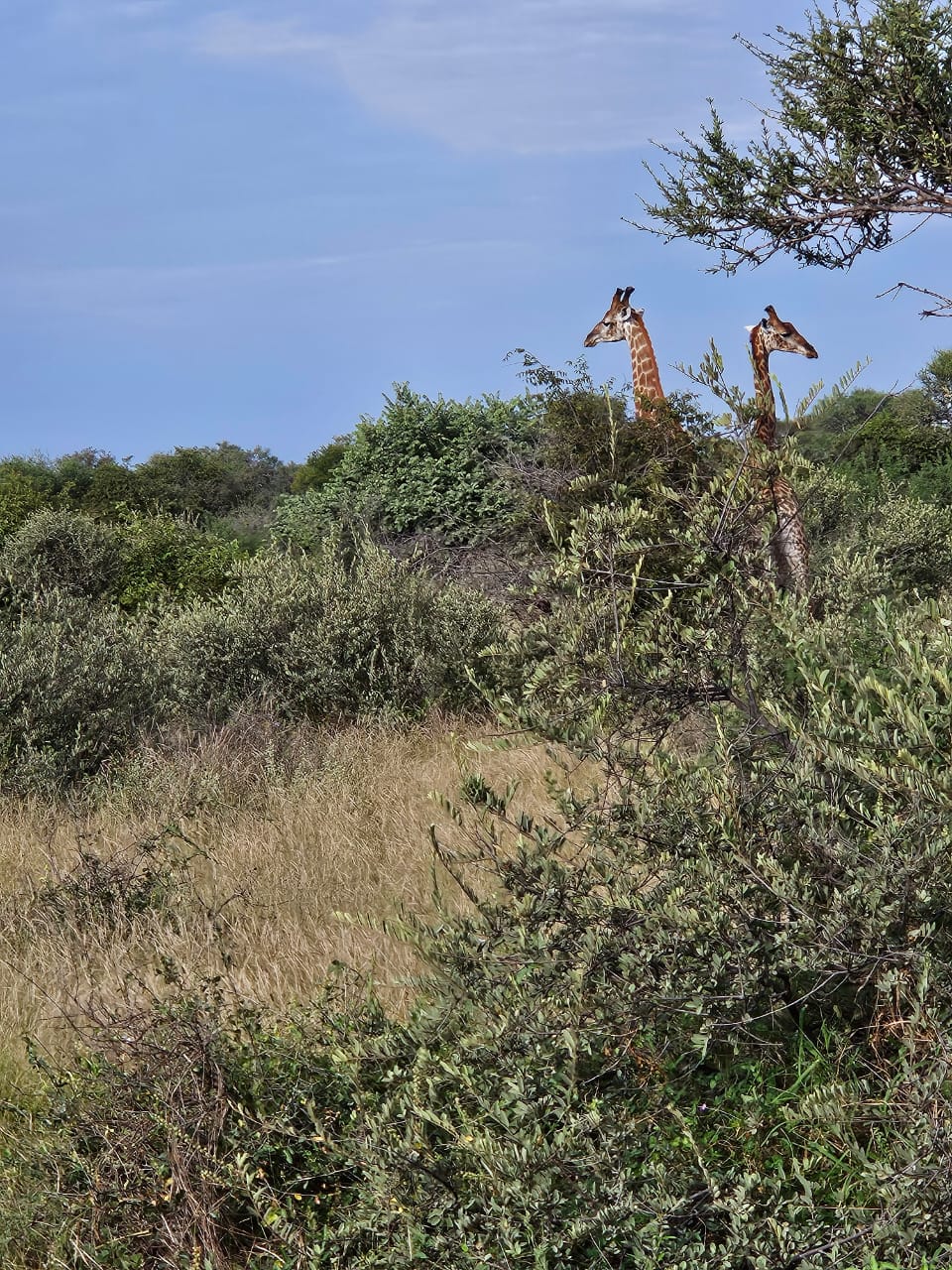 Giraffes on distant hillside