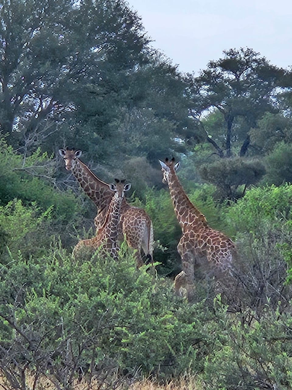 Giraffes in the bush near the lodge