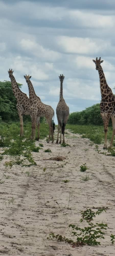 Herd of giraffes walking along a sandy path at Maxi Ranch