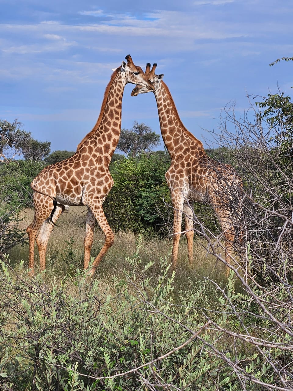 Two giraffes facing each other in the bushveld at Maxi Ranch, Makwate, Botswana