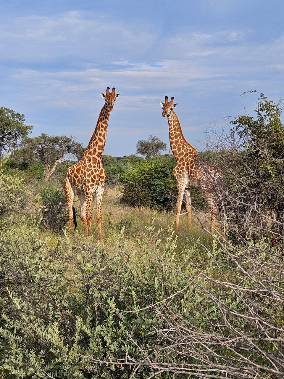 Pair of giraffes walking