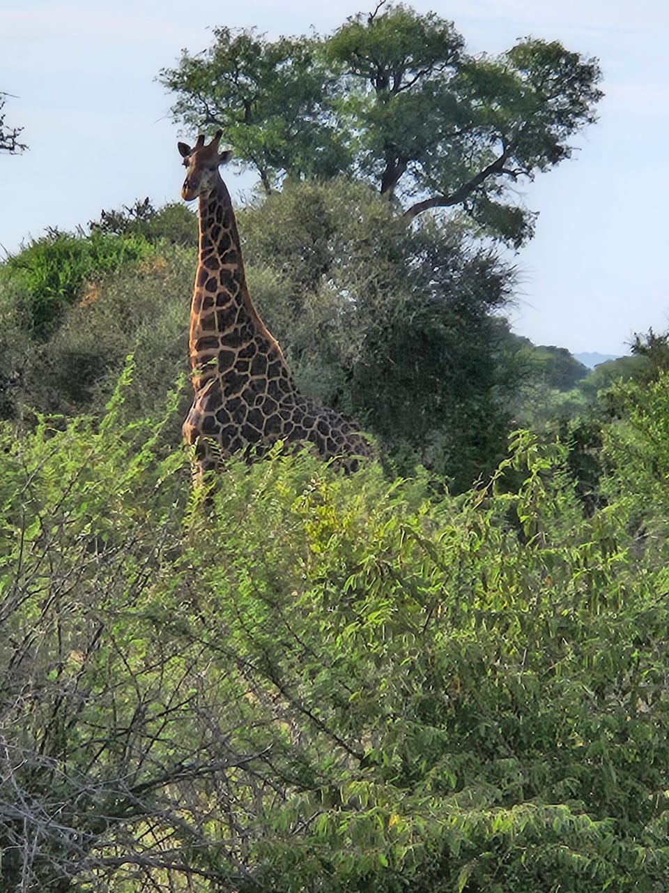 Tall giraffe in the bush