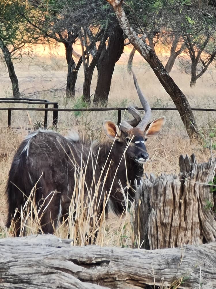 Kudu bull on the ranch