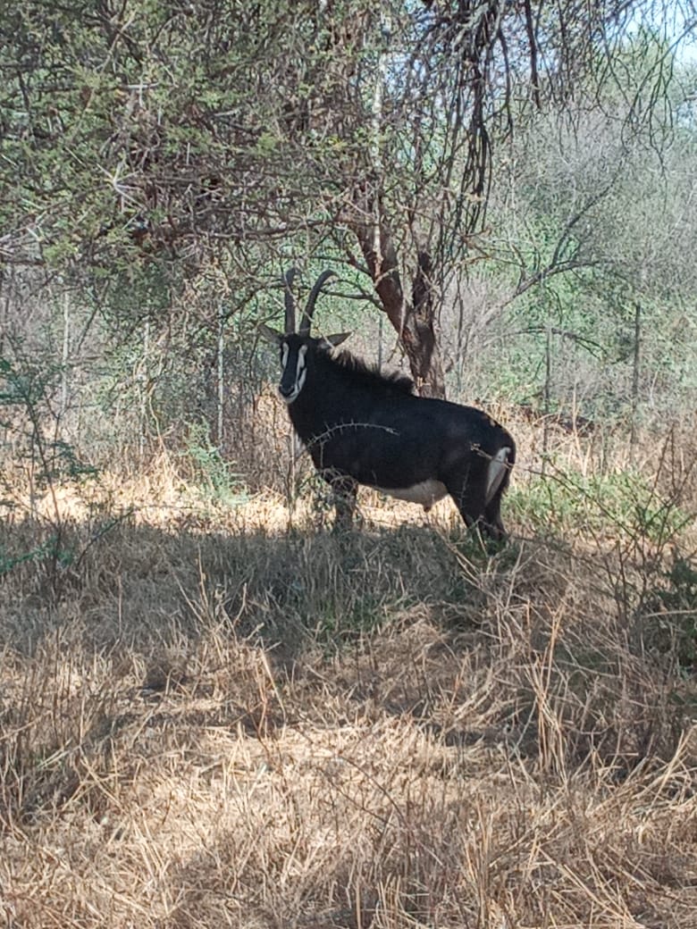 Sable antelope in the bush