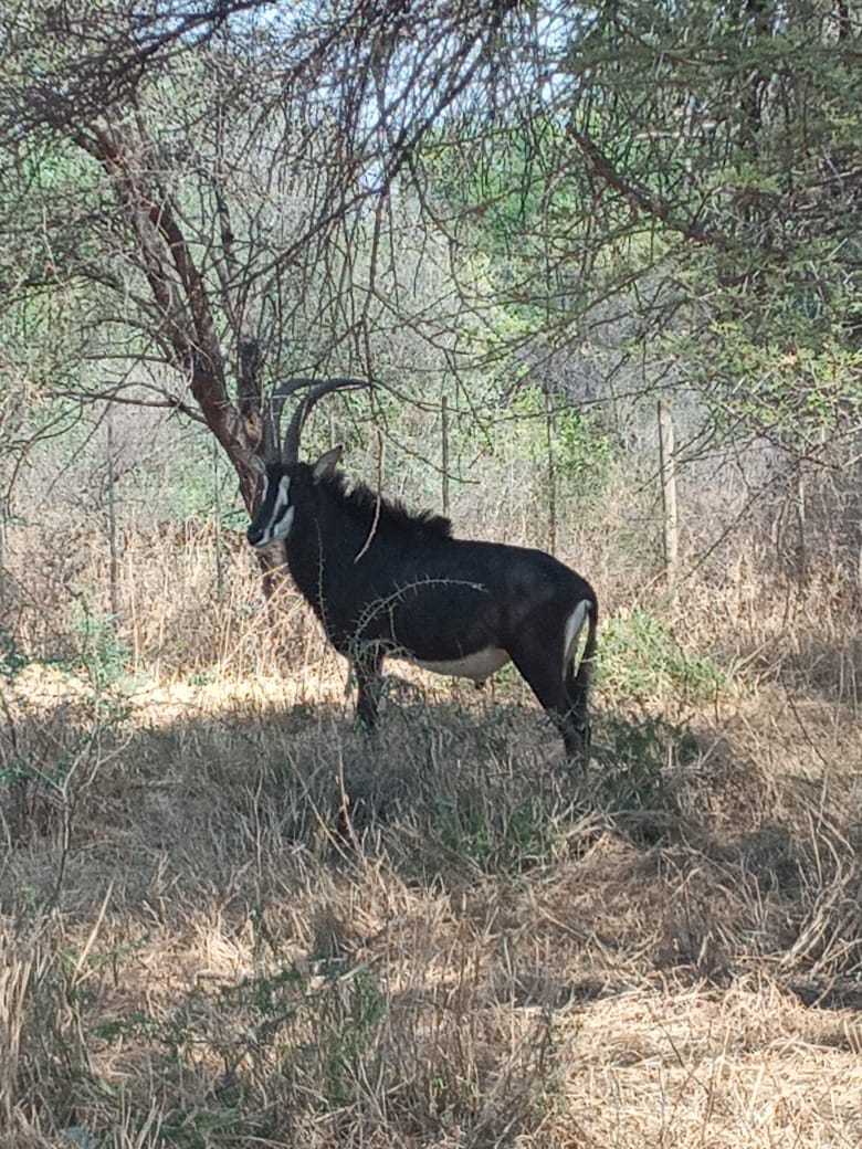 Sable antelope