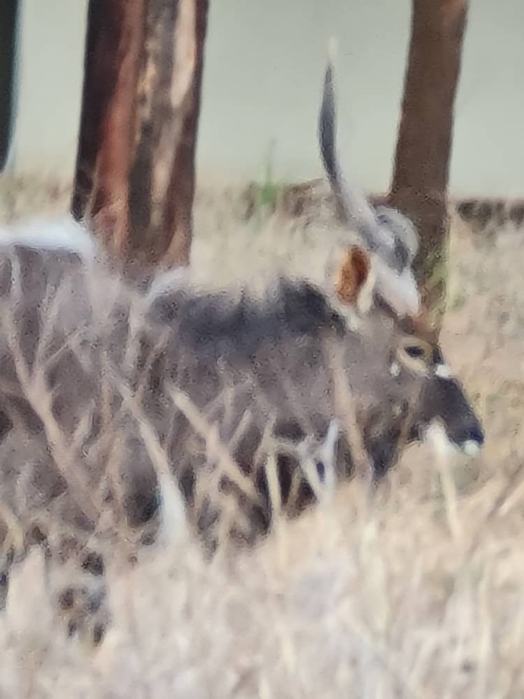 Waterbuck on the ranch